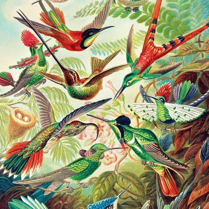 Good Loot - Imagination Puzzle: Ernst Haeckel Hummingbirds / Hummingbirds (1000 pieces)