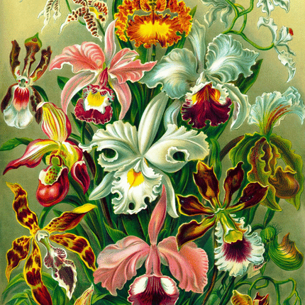 Good Loot - Imagination Puzzle: Ernst Haeckel Orchid (1000 pieces)