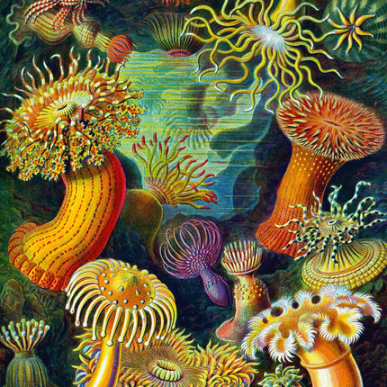 Good Loot - Imagination Puzzle: Ernst Haeckel Sea Anemones (1000 pieces)