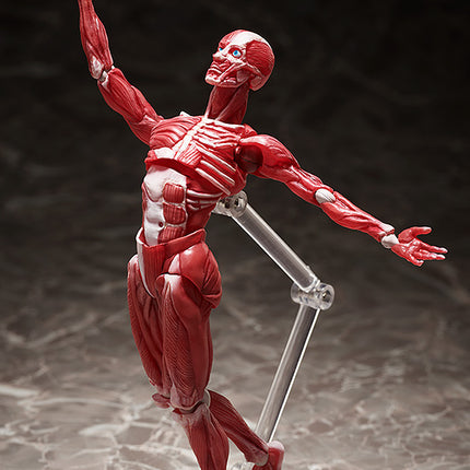 Figma Figure Human Anatomical Model