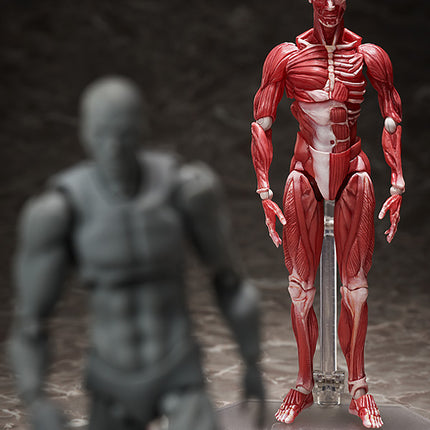 Figma Figure Human Anatomical Model